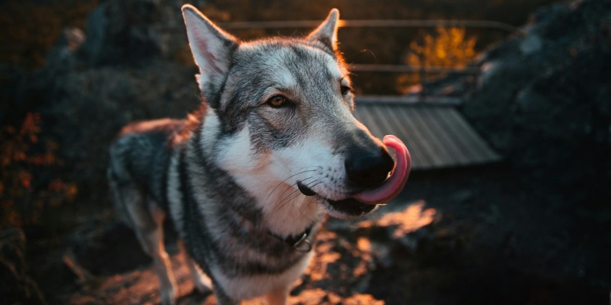 fresh cooked meat dog food