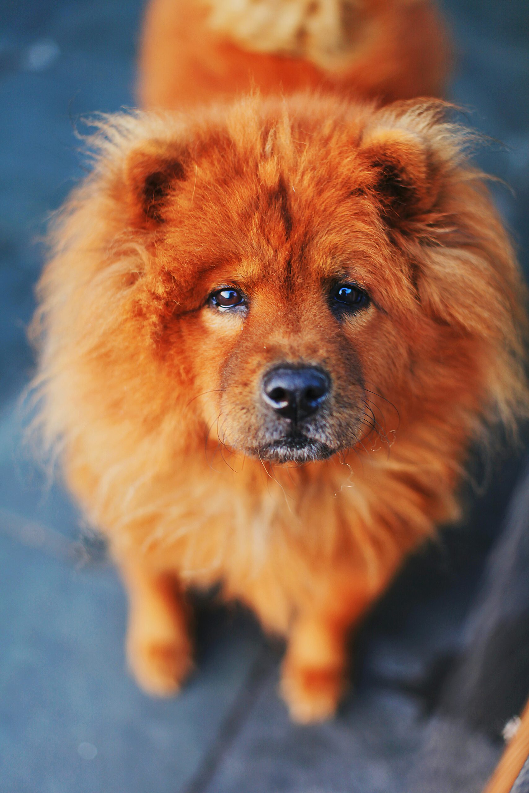 hund- och kattfoder tips och råd