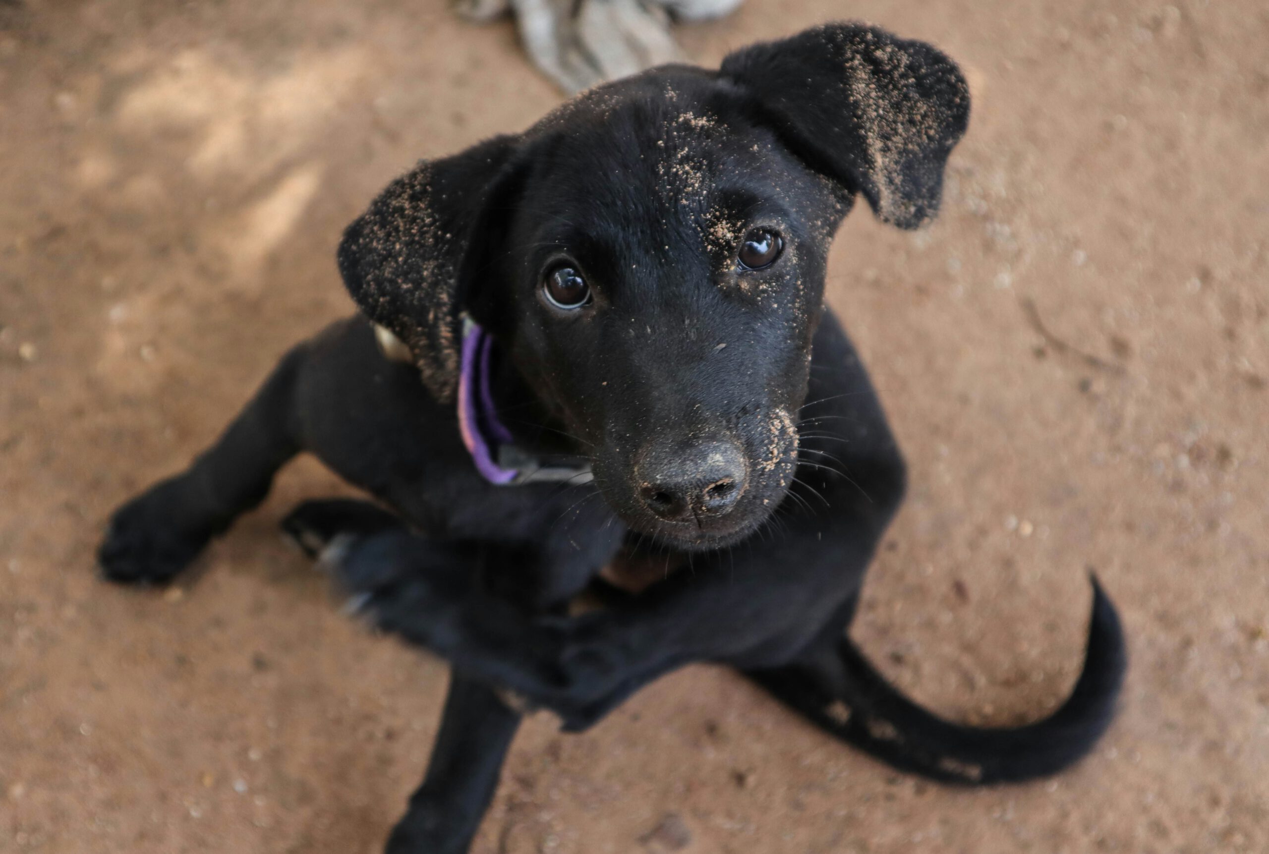 Hund som kliar sig – tecken på foderreaktion hos hund